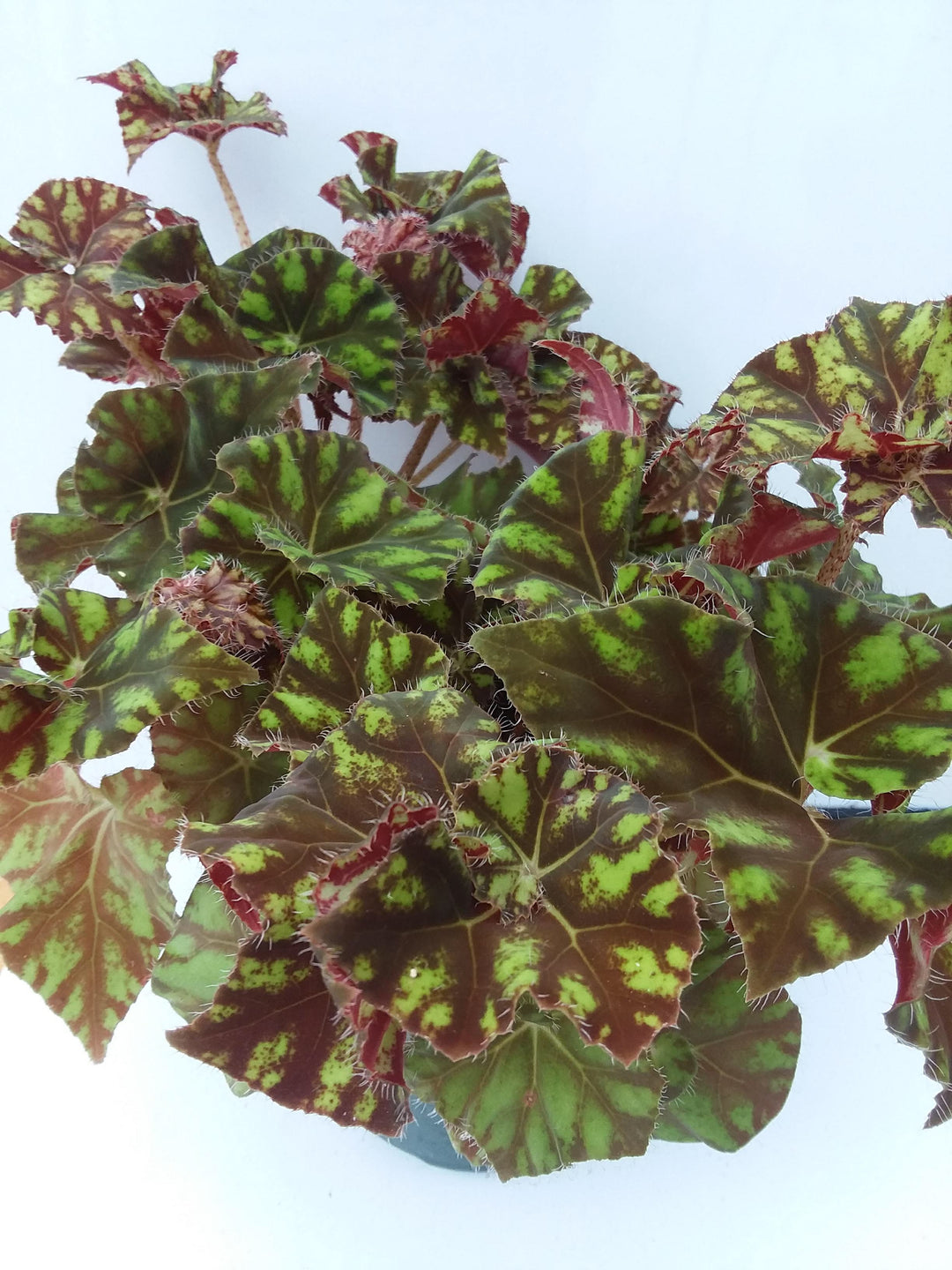 Begonia ‘zumba’ – My Green Obsession