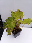 Begonia ‘Jive’ - 4 inch