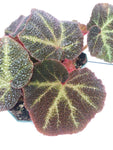 Begonia soli-mutatai - 4 inch