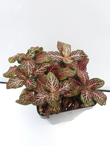 Fittonia argyroneura - Pink Nerve Plant