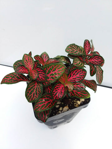 Fittonia verschaffeltii - Red nerve plant