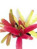 3 pack of Bromeliad "pups"/growers choice