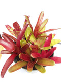 6 pack of Bromeliad "pups"/growers choice