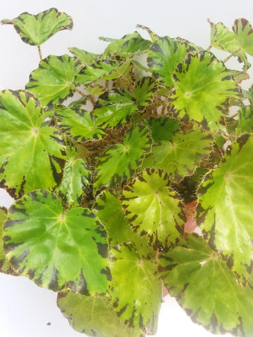 Begonia ‘Chantilly Lace’