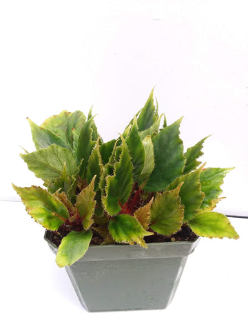 Begonia species ‘Bibi’
