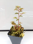 Begonia minutifolia
