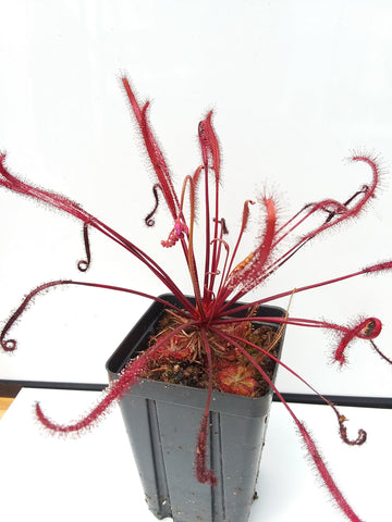 Drosera capensis ‘All Red’