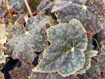 Begonia ‘Deco Raspberry Truffle’