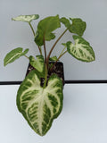 Syngonium podophyllum ‘Go Glow’ - 4 inch