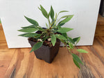 Philodendron ‘Mini Midget’