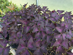 Oxalis Triangularis - Purple Shamrock