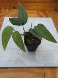 Epipremnum pinnatum ‘Cebu Blue’