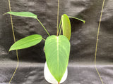 Philodendron esmeraldense ‘El tambo’