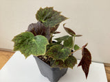 Begonia ‘Plover’ - 4 inch