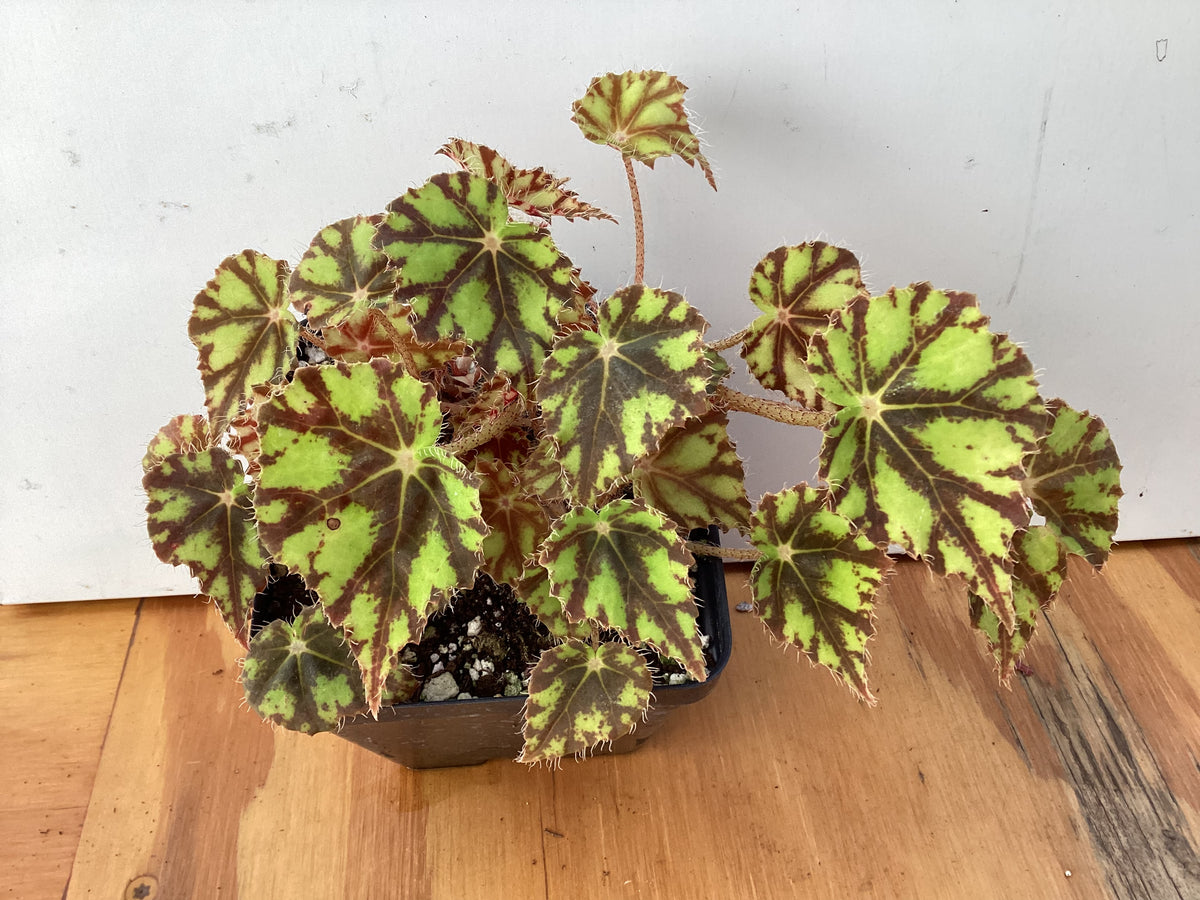 Begonia ‘Robert Shatzer’ - 4 inch – My Green Obsession