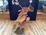 Begonia ‘Autumn Embers’ - 4 inch