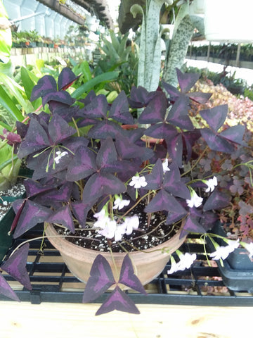 Oxalis Triangularis - Purple Shamrock
