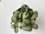 Fittonia verschaffeltii - White nerve plant