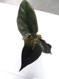 Syngonium erythrophyllum