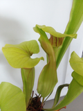 Sarracenia catesbaei - pitcher/bog plant