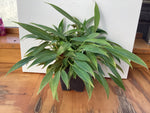 Philodendron wend imbe