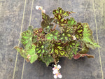 Begonia ‘Rondeau’ - 4 inch
