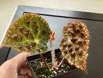 Begonia ferox