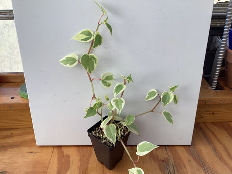 Peperomia Scandens variegated