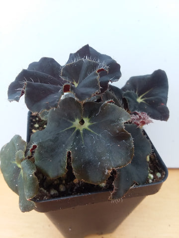 Begonia ‘Black Truffles’