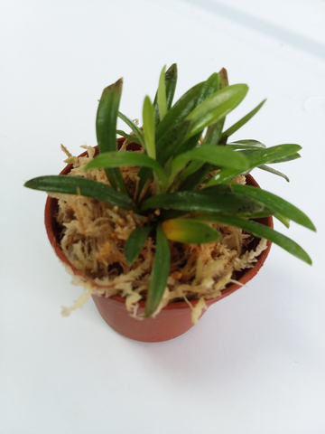 Dryadella cristata - miniature orchid