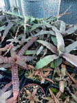 Cryptanthus/Earth Star “Grower’s Choice” 5 pack