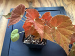 Begonia ‘Autumn Embers’ - 4 inch