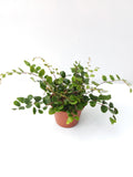 Pellaea rotundifolia - ‘Button Fern’