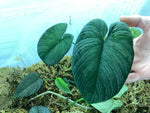 Philodendron lynnhannoniae