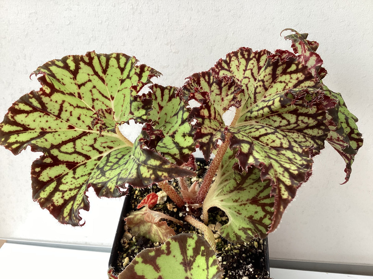 Begonia ‘Smiling Tiger’ – My Green Obsession