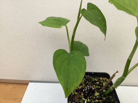 Philodendron jacquinii