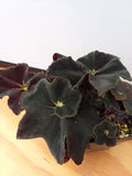 Begonia ‘Black Truffles’ - 4 inch