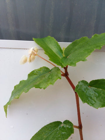 Begonia echinosepala