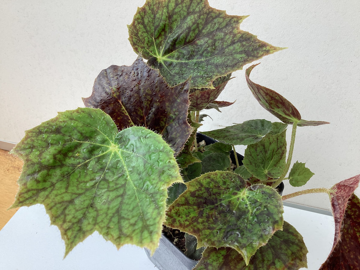 Begonia ‘Plover’ - 4 inch – My Green Obsession