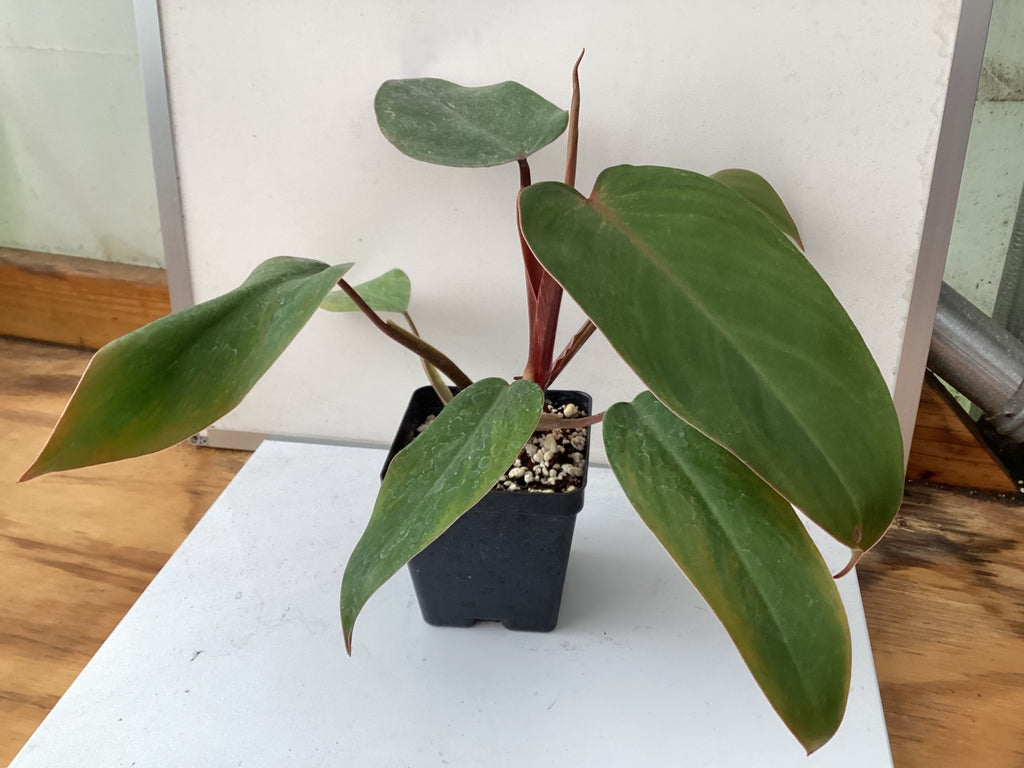 replika Også mm Philodendron erubescens 'Red Emerald' – My Green Obsession