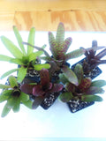 6 pack of Bromeliad "pups"/growers choice