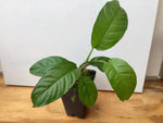 Philodendron inaequilaterum