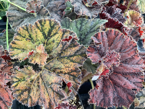Begonia ‘Autumn Tapestry’