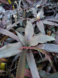 Cryptanthus/Earth Star “Grower’s Choice” 5 pack