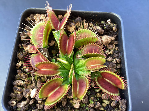 Dionaea muscipula - Venus Flytrap “Schuppenstiel”