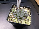Haworthia cooperi - 4 inch pot