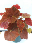 Begonia ‘Autumn Embers’
