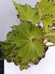 Begonia ‘Jive’ - 4 inch
