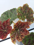 Begonia ‘Deco Raspberry Truffle’