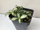 Mini Fittonia - White Nerve Plant